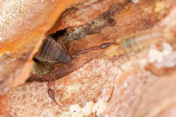 Photo of Book scorpion or with prey, extreme close-up