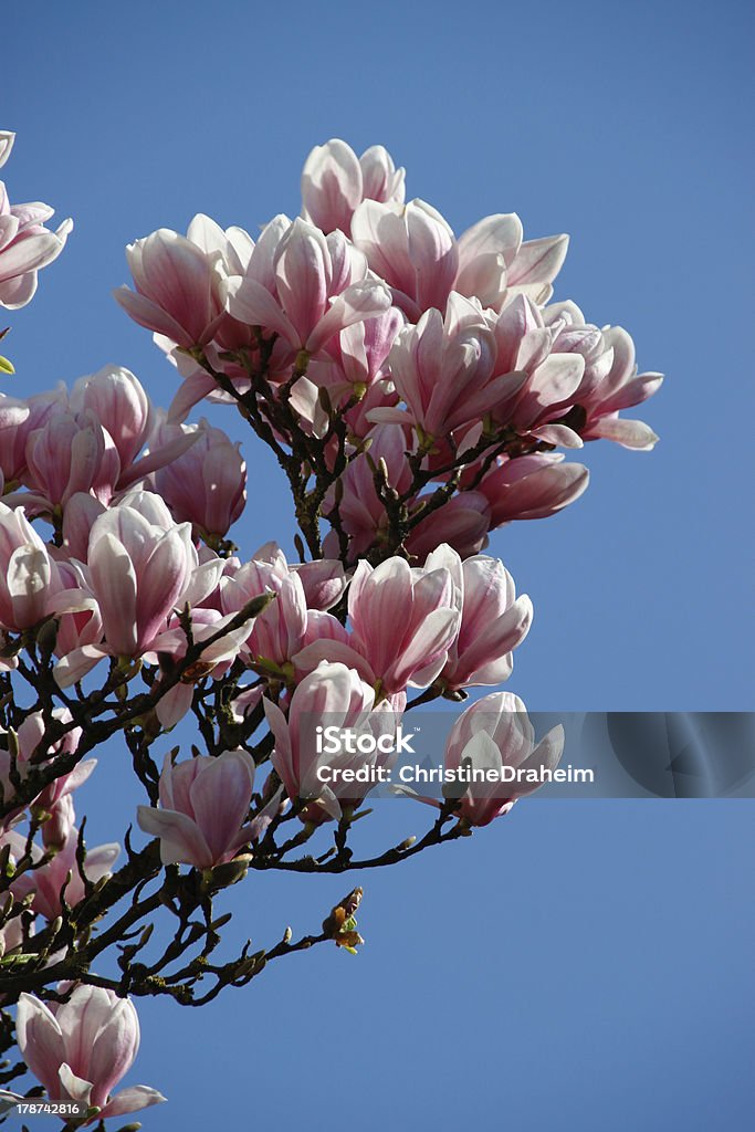 magnólia - Foto de stock de Cabeça da flor royalty-free