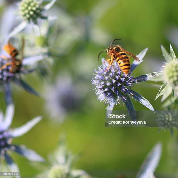 Photo libre de droit de Guêpe Sur Les Fleurs banque d'images et plus d'images libres de droit de Abeille - Abeille, Aile d'animal, Animaux de compagnie