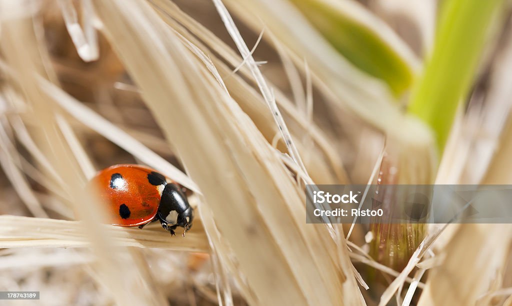 Little red coccinella - Foto stock royalty-free di Animale