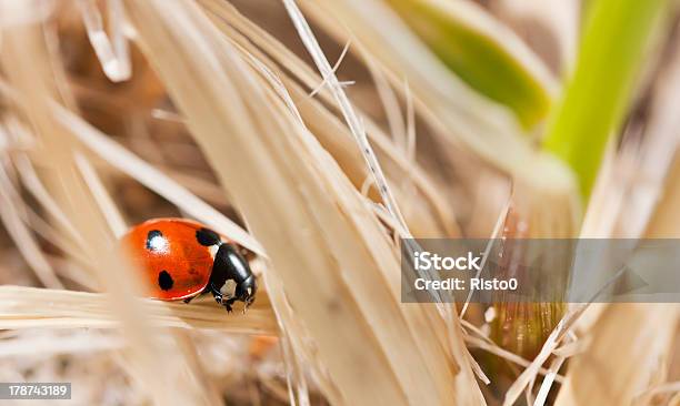 리틀 레드 칠성무당벌레 0명에 대한 스톡 사진 및 기타 이미지 - 0명, 곤충, 동물