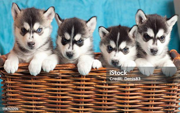 Quatro Cachorros Husky - Fotografias de stock e mais imagens de Aconchegante - Aconchegante, Animal, Azul