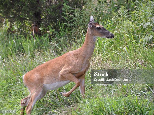 Veado Em Smokey Montanhas - Fotografias de stock e mais imagens de Animal selvagem - Animal selvagem, Ao Ar Livre, Appalachia