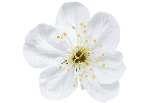 istock Single flower of cherry. Isolated on white background. 178743368