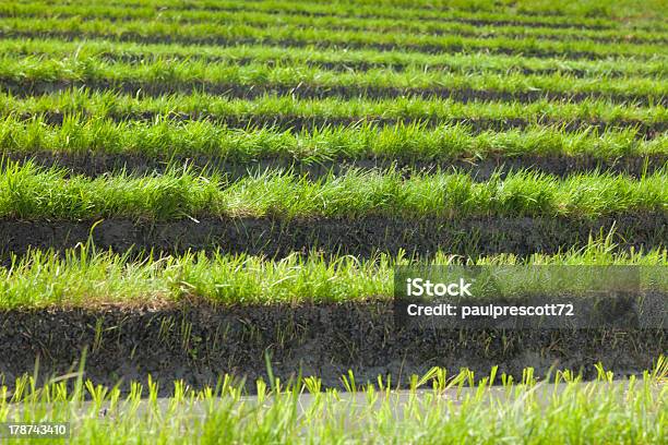 Campo De Arroz Paddy - Fotografias de stock e mais imagens de Agricultura - Agricultura, Ajardinado, Amarelo