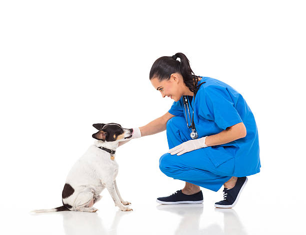 istock veterinarian doctor playing with pet dog 178743494