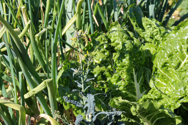 istock leafy green vegetables in garden with spring onion and spinach 1787435829
