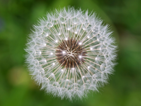 Outdoor high angle close up photography from a dandelion flower blossom.