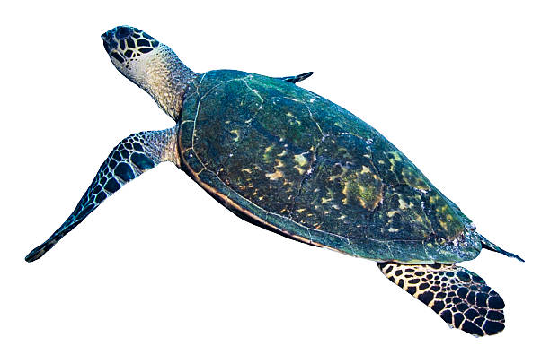 istock Green sea turtle swimming isolated on white background 178743840