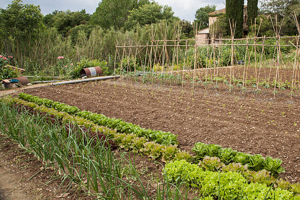 Organic garden with letucces, onions and tomato plants