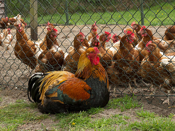 Chickens fan club