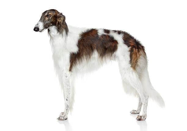 istock Russian borzoi dog on white background 178744623