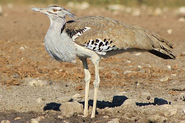 istock Kori Bustard Camouflage - African Birds 178744826