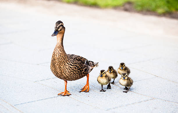 istock Family of ducks. 178744954