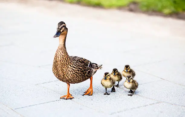 Photo of Family of ducks.