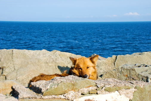 dog lying on rock against the ocean