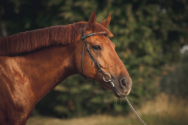 istock Horse portrait in summer 178745329