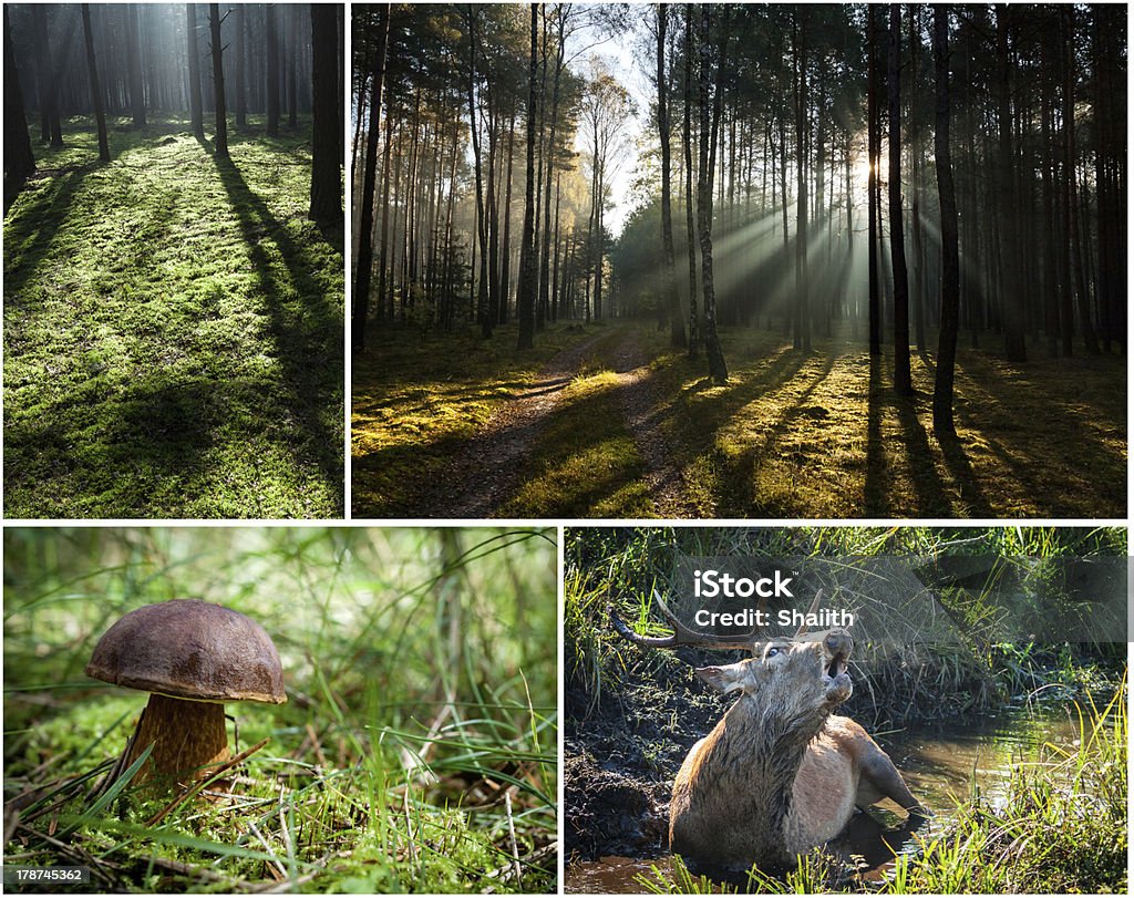 野生の動植物に森 - Boletus Spのロイヤリティフリーストックフォト