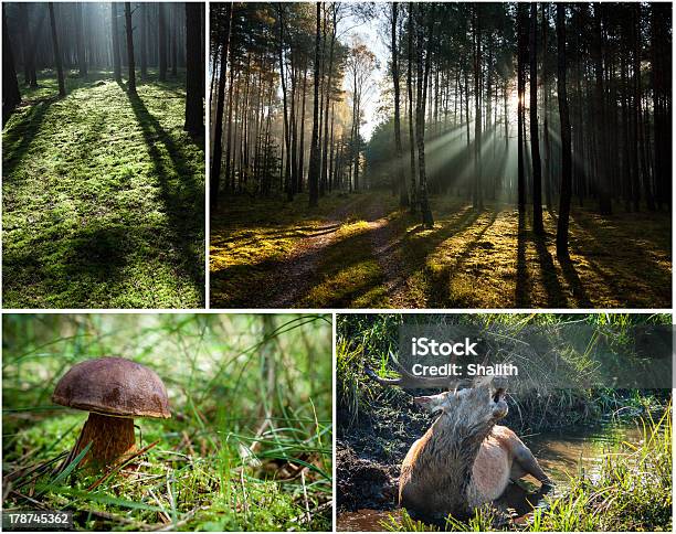 野生の動植物に森 - Boletus Spのストックフォトや画像を多数ご用意 - Boletus Sp, かすみ, キノコ