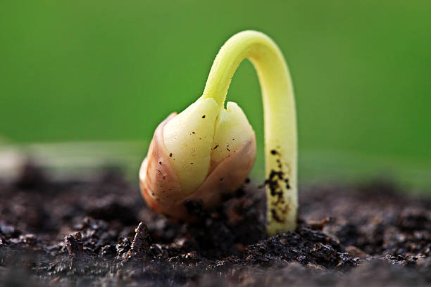 istock Small green plant in soil. 178745815