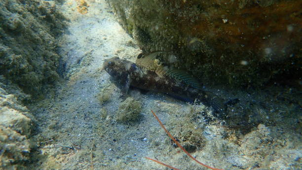 istock Black goby (Gobius niger) undersea, Aegean Sea 1787458672