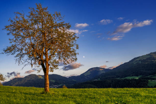 istock Lonely tree in the alps of Tyrol 1787460276