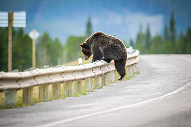 Grizzly Bear (Ursus arctos horribilis) stock photo