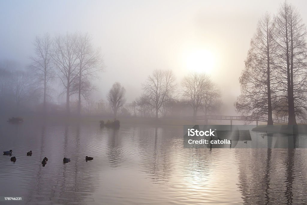 misty morning in autumn park tree silhouettes at misty morning in autumn park Autumn Stock Photo