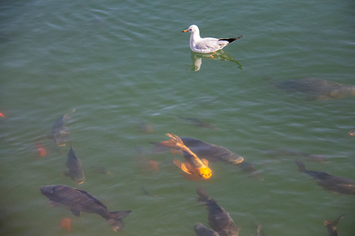 Peaceful coexistence of seagulls and big fishes