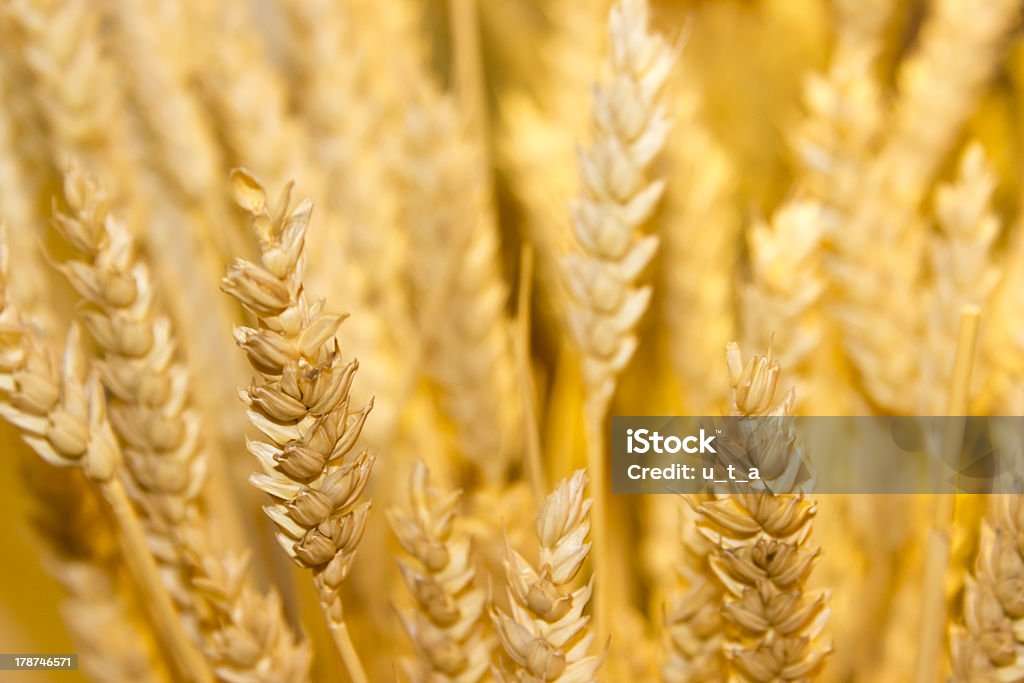 Orecchie di grano sullo sfondo oro - Foto stock royalty-free di Agricoltura