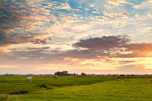 istock sunrise over dutch pastoral 178746621
