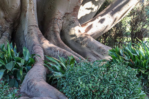 roots of a moreton bay fig tree