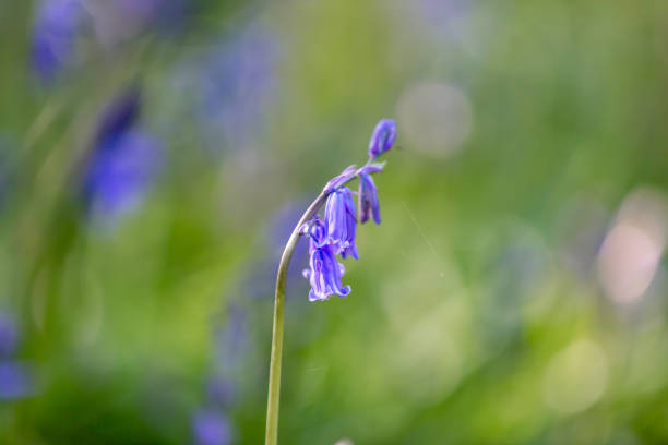 istock A close up of a bluebell flower in the spring sunshine 1787466708