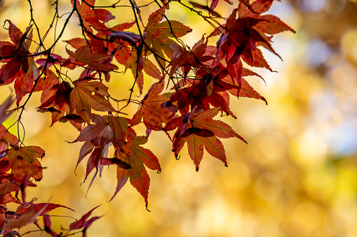 A close up of colourful acer leaves in the November sunshine