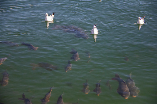 Fish farming