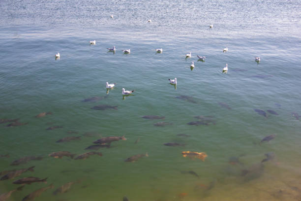 Peaceful coexistence of seagulls and big fishes