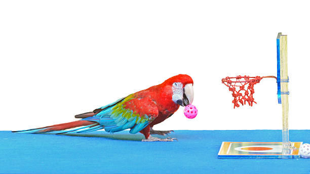 Green-Winged Macaw ( Ara chloroptera ) Green-Winged Macaw ( Ara chloroptera ) playing basketball toy is fun. 16 green winged macaw ara chloroptera stock pictures, royalty-free photos & images