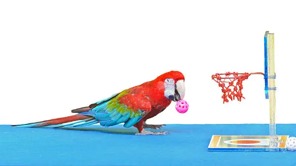 Green-Winged Macaw ( Ara chloroptera ) playing basketball toy is fun. 16