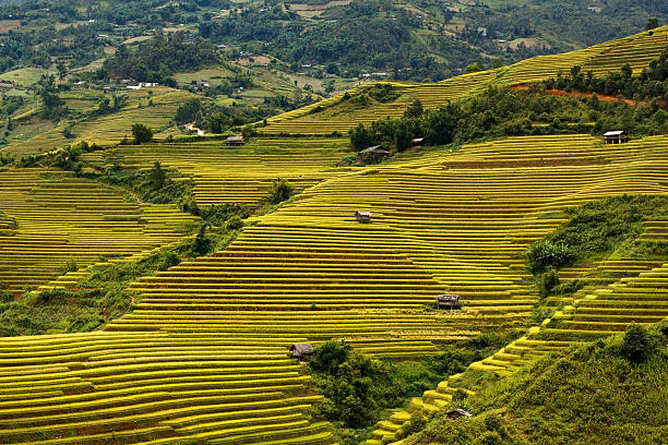 istock Terraced rice fields in Sapa, Lao Cai, Vietnam 178747349