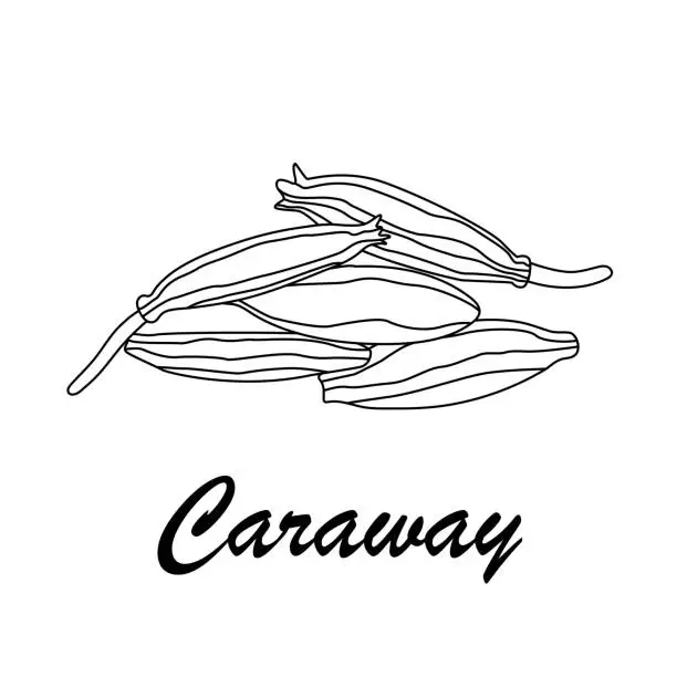 Vector illustration of Caraway