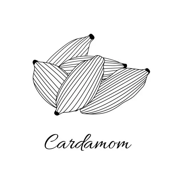 Vector illustration of Cardamom