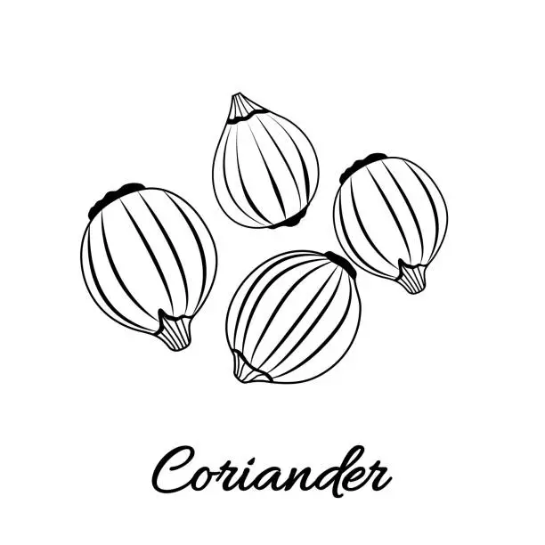Vector illustration of Coriander