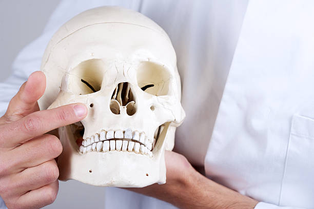 istock doctor showing infraorbital foramen 178747481