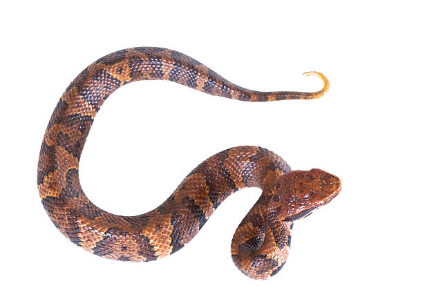 istock An  snake  American Copperhead (Agkistrodon contortrix). Top vie 178747491