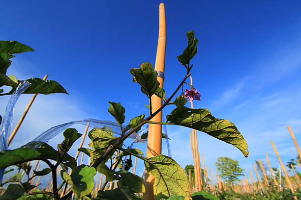 istock Aubergine plants blooming 178747495