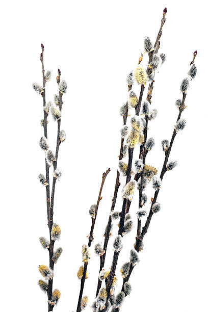pussy willow zweige der mit blühenden bud.isolated. - branch twig bud isolated stock-fotos und bilder