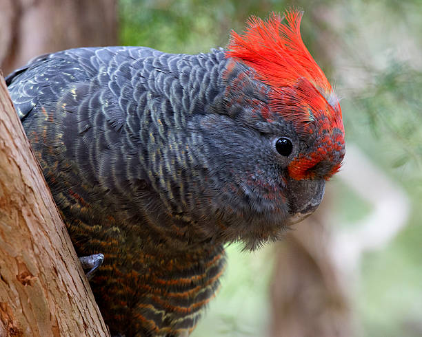 istock Gang-Gang Cockatoo . ( Callocephalon fimbriatum ) 178747567