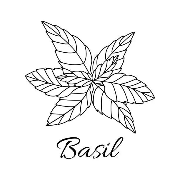 Vector illustration of Basil
