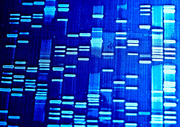 DNA fingerprint. stock photo