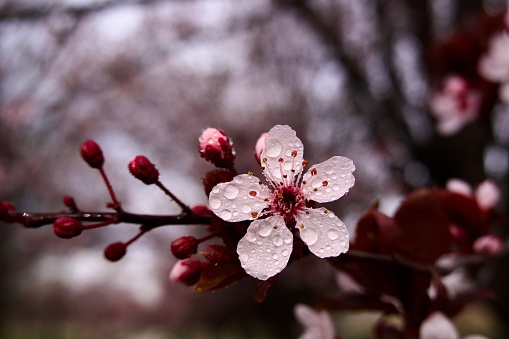 Raindrops on flower during springtime